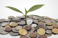 Money tree